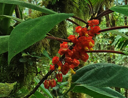 Drymonia teuscheri, flowering along the stem, Mashpi FR, Pichincha, Ecuador