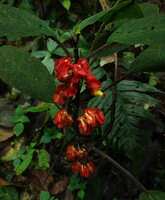 Drymonia teuscheri, flowers along the stem, Mashpi FR, Pichincha, Ecuador