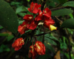 Drymonia teuscheri, flowers clustered along the stem, Mashpi FR, Pichincha, Ecuador