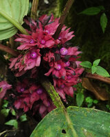 Drymonia turrialvae, clusters of purple baccate fruits surrounded by persistent pink calyx, Mashpi FR, Pichincha, Ecuador