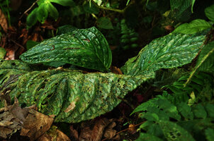 Drymonia turrialvae, leaves, Mashpi FR, Pichincha, Ecuador