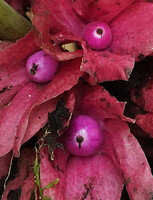 Drymonia turrialvae, light purple baccate fruits and persistent pink calyx, Mashpi FR, Pichincha, Ecuador