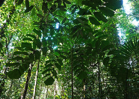 Drymophloeus oliviformis, fishtail shaped leaflets, Masihulan, Seram, Moluccas