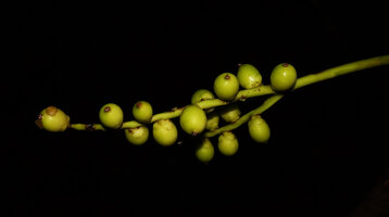 Drymophloeus oliviformis, maturing infructescence, Masihulan, Seram, Moluccas