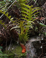 Drynaria heraclea, Cameron Highlands, Malaysia