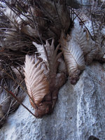 Drynaria quecifolia in dry season, El Nido, Palawan, Philippines