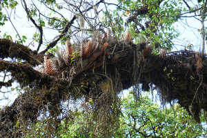 Drynaria volkensii, dry persistent basket fronds, Harenna forest, 2300 m asl, Bale NP, Ethiopia