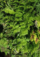 Dryopteris pycnopteroides at the Foundation for the Carolinas, Charlotte, NC, USA, April 2013