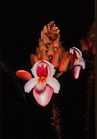 Duparquetia orchidacea inflorescence, Campo, Cameroon