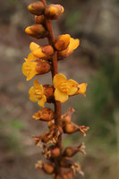Dyckia encholirioides, inflorescence, Morro do Forte, Florianopolis, Santa Catarina, Brazil