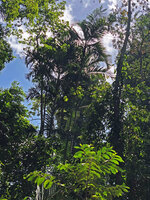 Dypsis pembana, multi stemmed clump in a forest gap, Ngezi FR, Pemba, Tanzania