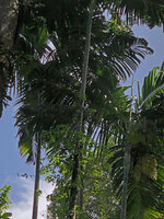 Dypsis pembana, stipes, Ngezi FR, Pemba, Tanzania