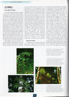 Etre plante à l&#039;ombre des forêts tropicales