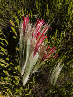 Echinops longisetus, florets, Sanetti Plateau escarpment, 3800 m asl, Bale NP, Ethiopia