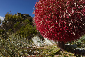 Echinops longisetus, flower head close up, Sanetti Plateau escarpment, 3800 m asl, Bale NP, Ethiopia