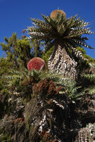 Echinops longisetus, flower heads, Sanetti Plateau escarpment, 3800 m asl, Bale NP, Ethiopia