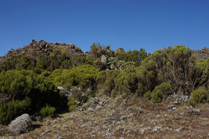 Echinops longisetus in rocky habitat, mixed with Erica arborea and low shrubby Helichrysum and Alchemilla, Sanetti Plateau escarpment, 3800 m asl, Bale NP, Ethiopia