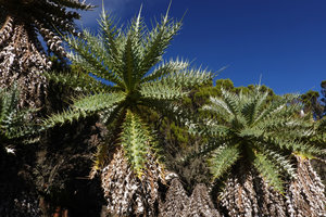 Echinops longisetus, leaves, Sanetti Plateau escarpment, 3800 m asl, Bale NP, Ethiopia