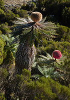 Echinops longisetus, Sanetti Plateau escarpment, 3800 m asl, Bale NP, Ethiopia