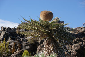 Echinops longisetus, still glorious withering flower head, Sanetti Plateau escarpment, 3800 m asl, Bale NP, Ethiopia