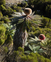 Echinops longisetus, two flower heads, Sanetti Plateau escarpment, 3800 m asl, Bale NP, Ethiopia