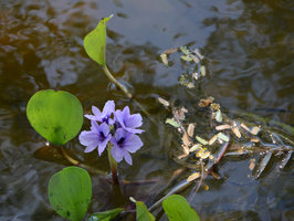 Eichhornia azurea, inflorescence, Pantanal, Cuiaba, Brazil