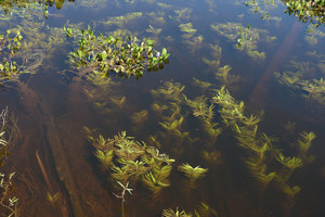 Eichhornia azurea, submersed and emersed phases, Pantanal, Cuiaba, Brazil
