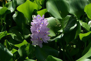 Eichhornia crassipes, Manaos, Amazonas, Brazil