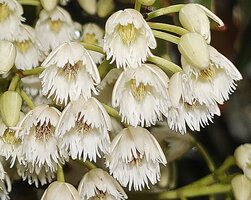 Elaeocarpus glandulifer, nodding flowers with entire sepals and deeply incised comb loke petals , Horton Plains, Sri Lanka
