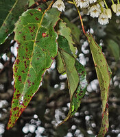 Elaeocarpus glandulifer, yellowish glandular domatia in the axil of the main veins, Horton Plains, Sri Lanka
