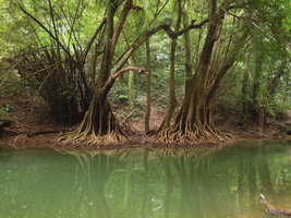Elaeocarpus grandiflorus, flattened aerial root system, reflection in the green river, Chet Sao Noi NP, Saraburi, Thailand