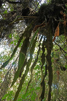 Elaphoglossum cf. deckenii as an epiphyte with freely hanging fronds, Harenna forest, 2800 m asl, Bale NP, Ethiopia