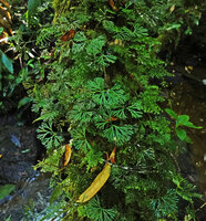 Elaphoglossum peltatum epiphytic on tree trunk, Ram Tzul, Baja Verapaz, Guatemala