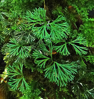 Elaphoglossum peltatum, fronds, Ram Tzul, Baja Verapaz, Guatemala