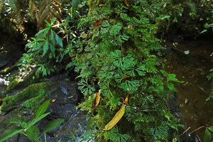 Elaphoglossum peltatum on mossy tree trunk above a forest stream, Ram Tzul Natural Reserve, Baja Verapaz, Guatemala