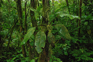 Elaphoglossum sp., Tenorio, Costa Rica