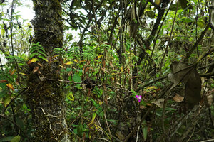 Elasis hirsuta climbing and flowering in high altitude forest understory, Pululahua, Pichincha, Ecuador