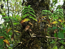 Elasis hirsuta, continuous emission of erect leafy axillary stems along the main reclining stem with long internodes, Pululahua, Pichincha, Ecuador