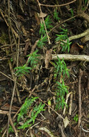 Elasis hirsuta creeping on open forest floor, Pululahua, Pichincha, Ecuador