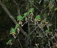 Elasis hirsuta, erect axillary stems in forest understory, Pululahua, Pichincha, Ecuador
