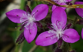Elasis hirsuta, flowers at anthesis, Pululahua, Pichincha, Ecuador