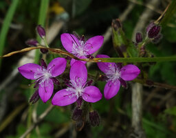Elasis hirsuta, inflorescences, Pululahua, Pichincha, Ecuador