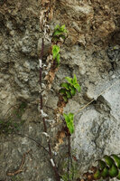 Elasis hirsuta, main hanging stem with long internodes and quickly drying leaves and lateral erect stems with short internodes and green persistant leaves, Pululahua, Pichincha, Ecuado