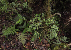 Elatostema blechnoides at the base of a mossy tree trunk, Kumul, 2800 m asl, Mount Hagen, Papua New Guinea