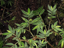 Elatostema blechnoides, leaves and congested inflorescences, Kumul, 2800 m asl, Mount Hagen, Papua New Guinea