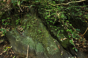 Elatostema bulbiferum, population on a vertical mossy rock face just above a forest stream, Kaeng Krachan NP, Thailand