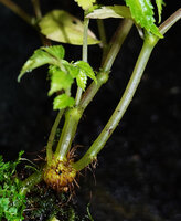 Elatostema bulbiferum, rainy season stem emerging from a previous year bulbil, the nodes of the young fleshy stems already inflating in the future aerial bulbils falling during the dry season, Kaeng Krachan NP, Thailand