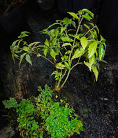 Elatostema bulbiferum, stem emerging from a last season bulbil just above Selaginella repanda, Kaeng Krachan NP, Thailand