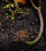 Elatostema bulbiferum, stem emerging from a tuber, Kaeng Krachan NP, Thailand