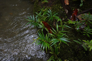 Elatostema cf. beccarii, a rheophyte on mossy rocks, Manusela NP, 1000 m asl, Seram, Moluccas